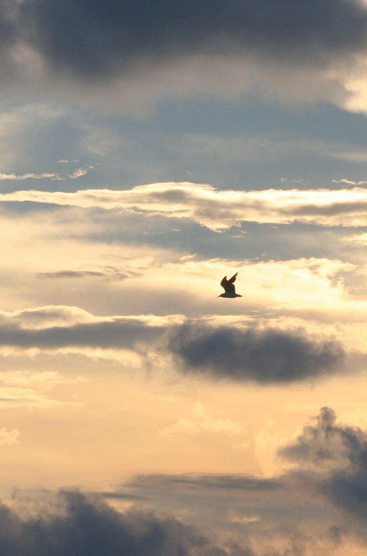 seagull silhouetted against cloud-tossed sky