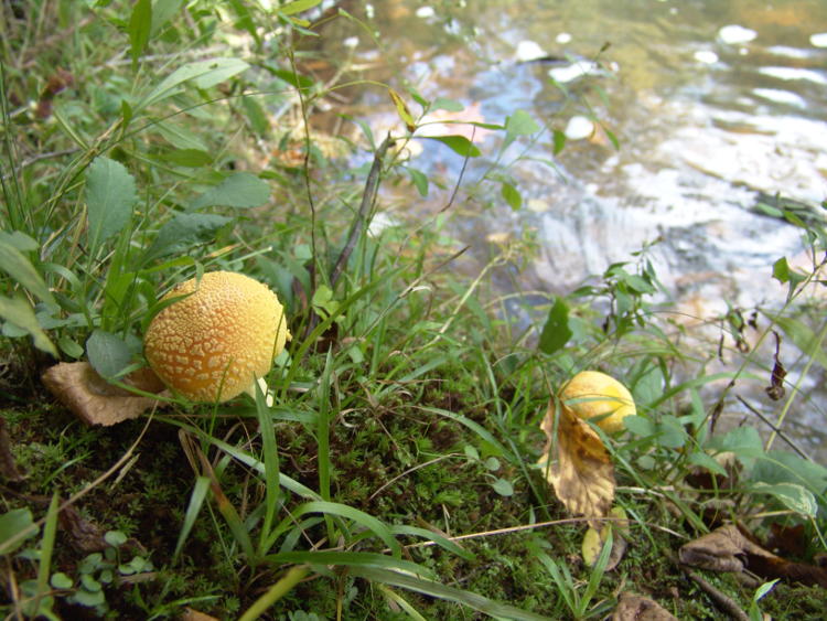 unidentified mushrooms on bank of Eno River