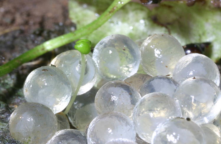 cluster of invertebrate eggs, likely leopard slug Limax maximus