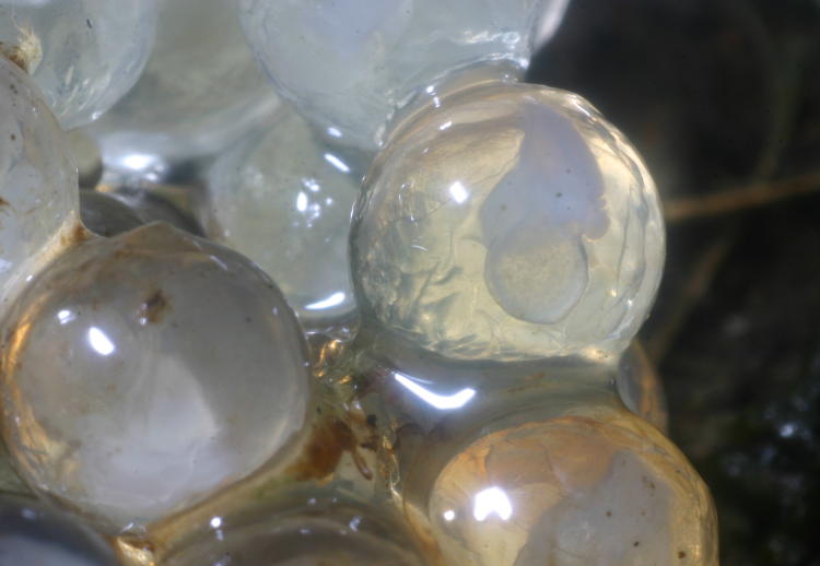 closeup image of developing fetus through transparent eggshell, likely leopard slug Limax maximus