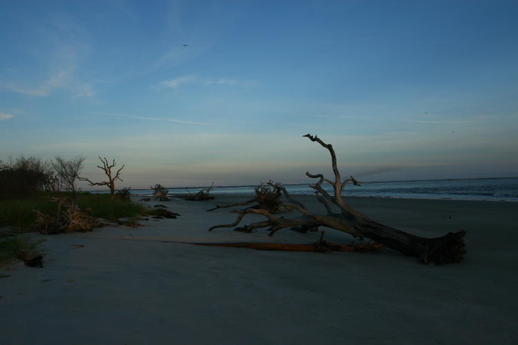 dead tree trunk at sunrise on Driftwood Beach, Jekyll Island Georgia