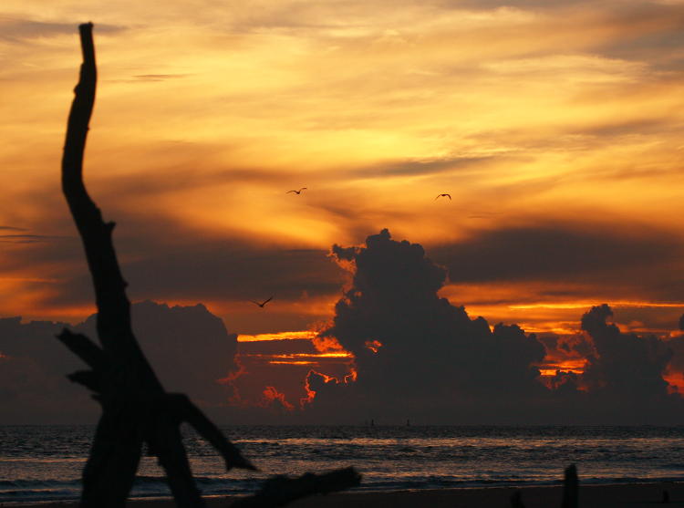 trio of gulls against dramatic sky