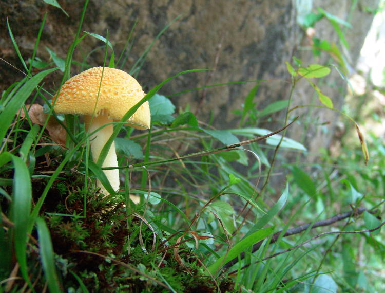 better unidentified mushroom photo