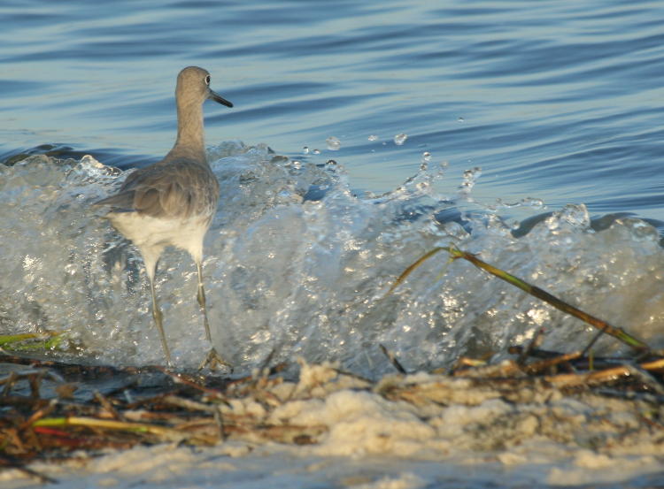 willet Tringa semipalmata slightly overwhelmed by small breaker