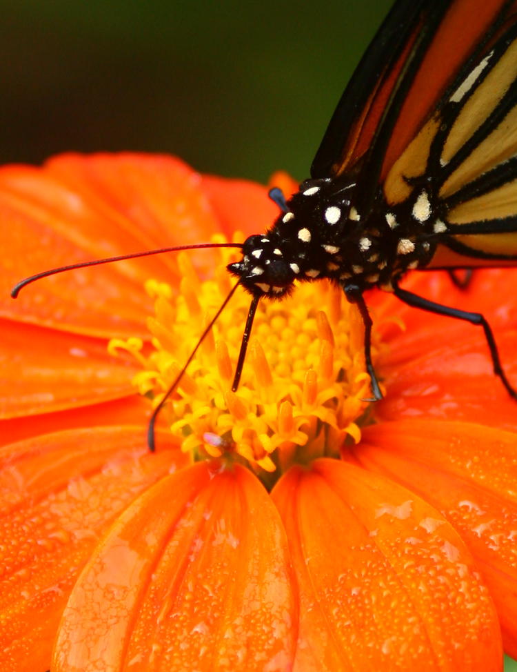 monarch Danaus plexippus detail showing proboscis, flower details, and interloper