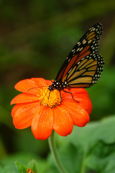 monarch Danaus plexippus on chrysanthemum blossom