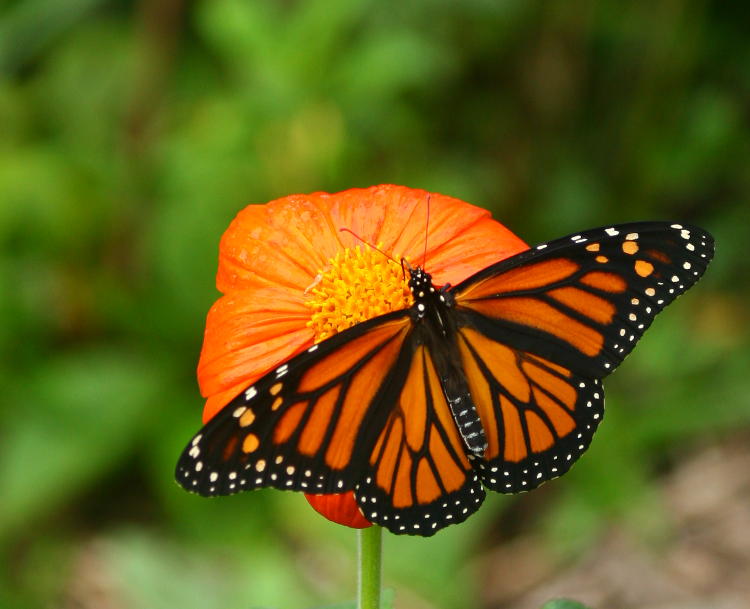 monarch Danaus plexippus on chrysanthemum