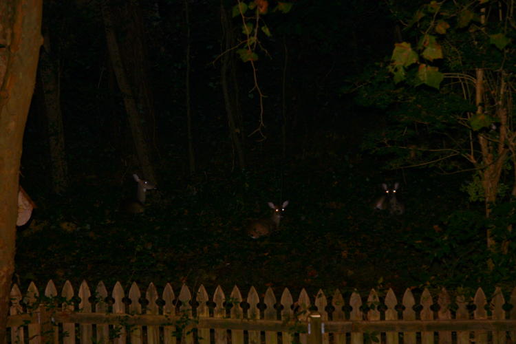 trio of white-tailed deer Odocoileus virginianus lying in ivy outside backyard
