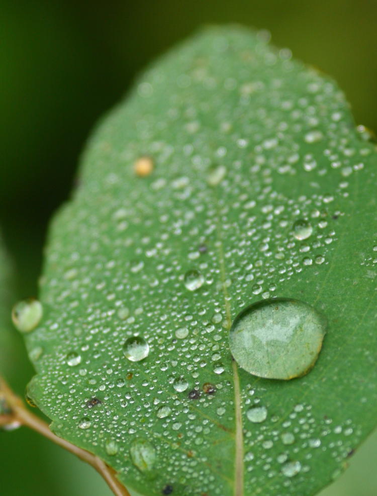 dew on unidentified leaf