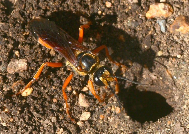 Great golden digger wasp Sphex ichneumoneus pulling material from burrow