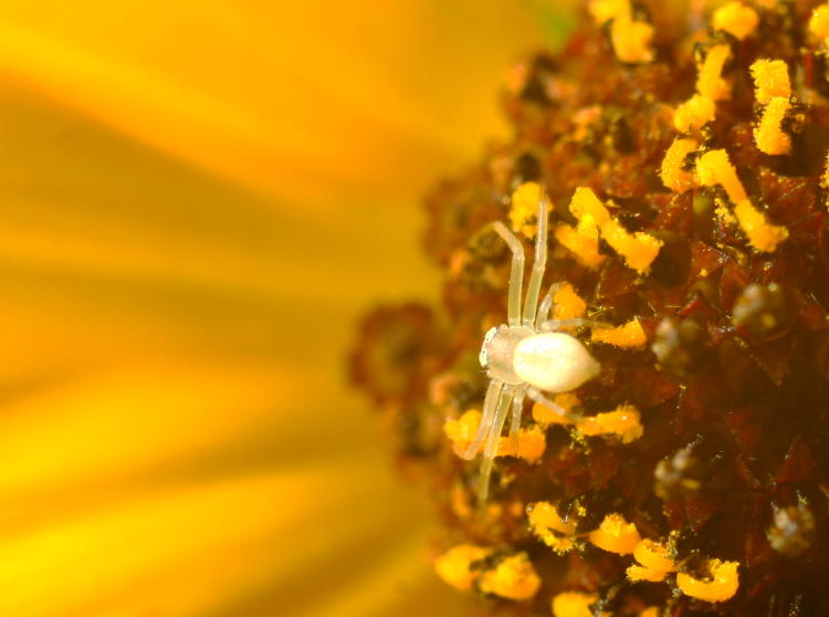 minuscule crab spider possibly Mecaphesa perched on black-eyed Susan Rudbeckia hirta flower