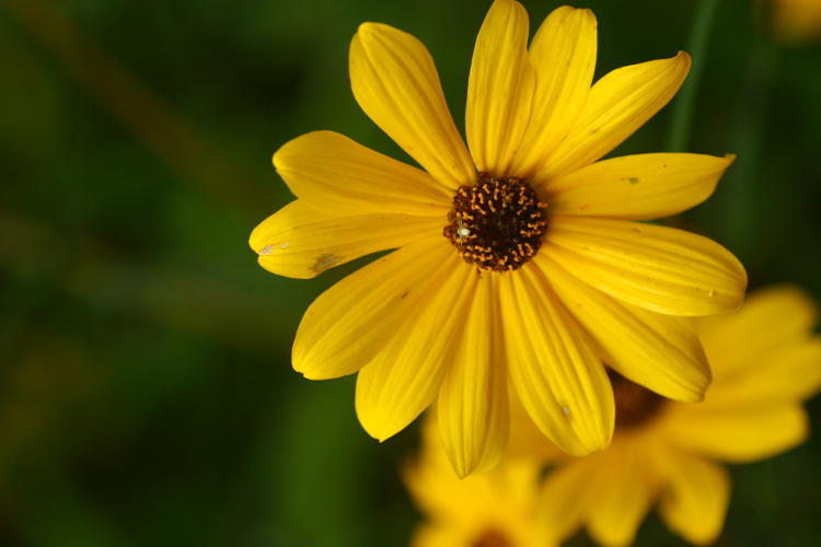 minuscule crab spider possibly Mecaphesa on black-eyed Susan Rudbeckia hirta blossom, showing scale