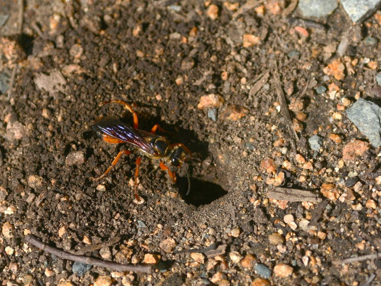 Great golden digger wasp Sphex ichneumoneus outside burrow under construction