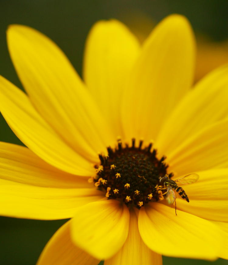 hoverfly on black-eyed Susan Rudbeckia hirta blossom