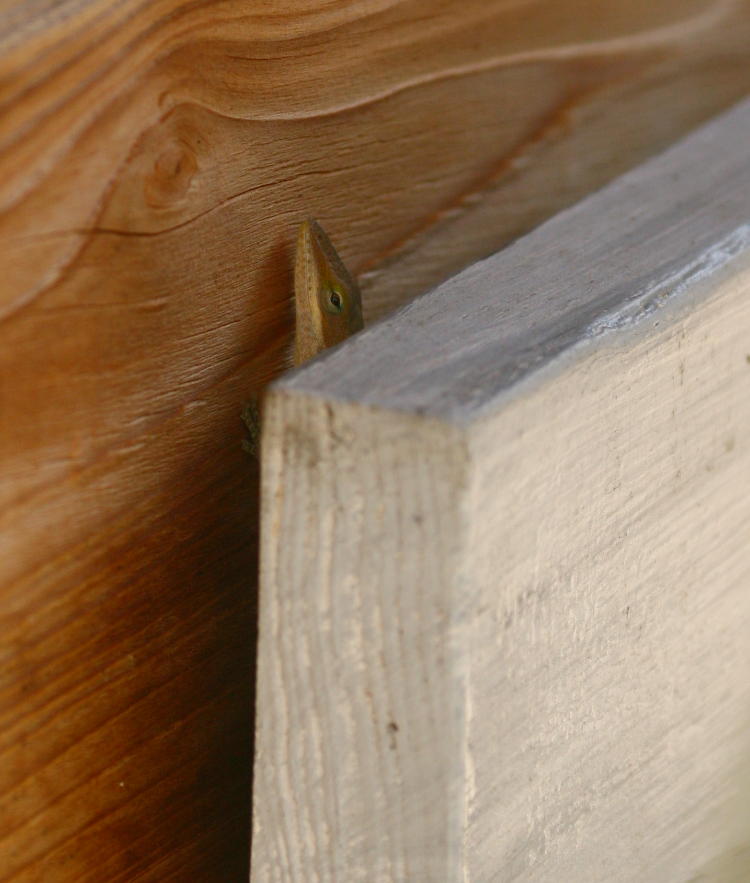 Carolina anole Anolis carolinensis peeking out like a little scamp