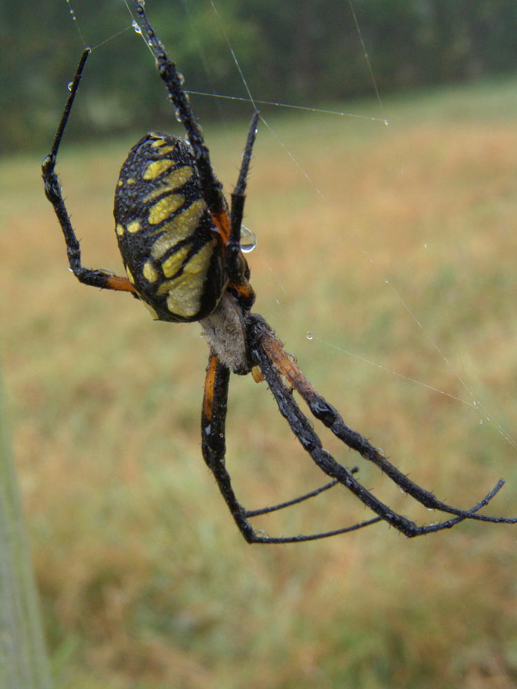 black and yellow argiope Argiope aurantia during extremely humid morning