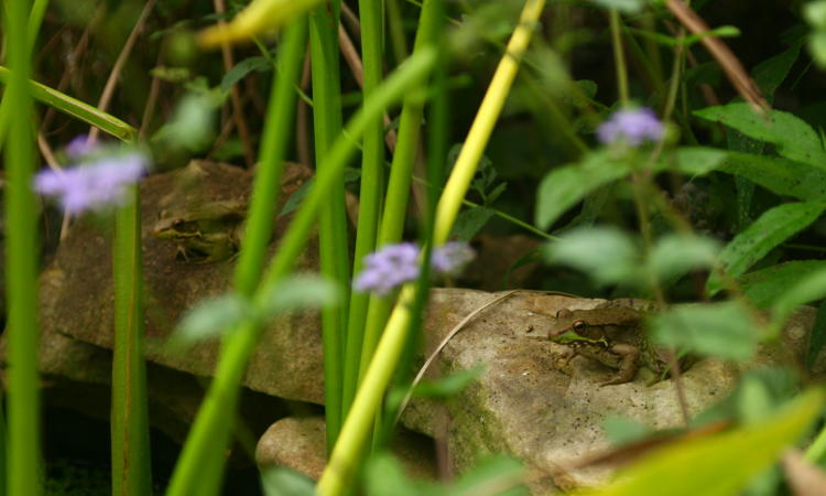 green frogs Lithobates clamitans basking alongside small pond