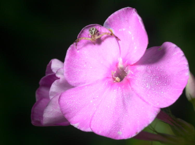 crab spider possibly Mecaphesa on phlox blossom