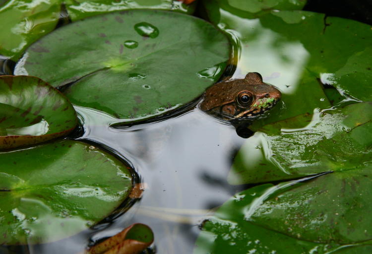 green frog Lithobates clamitans peeking from barrel planter