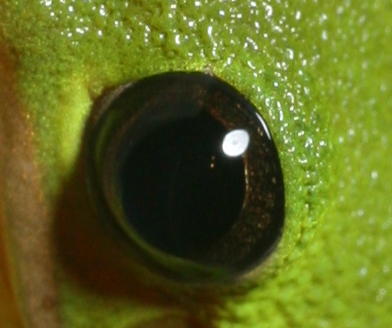 tight crop of treefrog's eye showing softbox spot effect