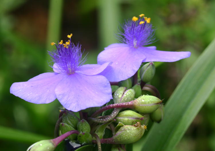 hairy-stem spiderwort Tradescantia hirsuticaulis blossoms with dew