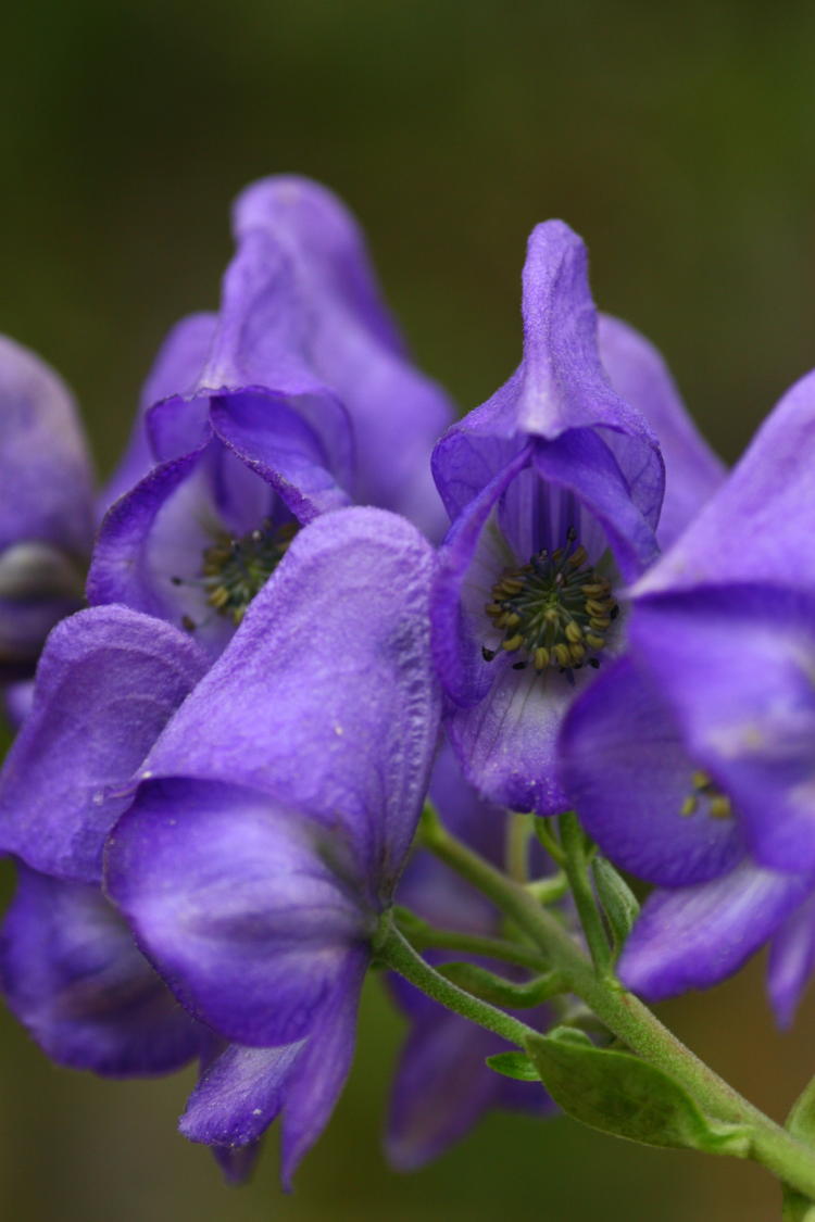 Aconitum blossoms