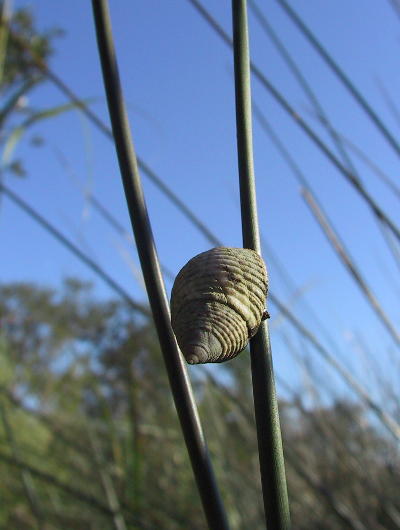 unidentified snail snoozing on water reed