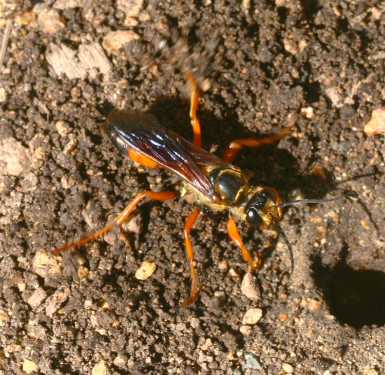 Great golden digger wasp Sphex ichneumoneus scattering material from mouth of burrow