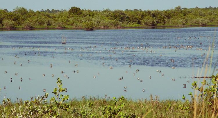 unidentified waders in shallows of Merritt Island Wildlife Refuge