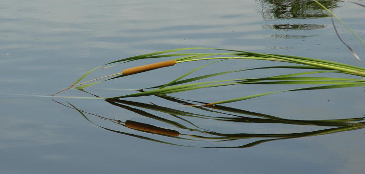 cattail bullrush Typha reflection in drainage channel