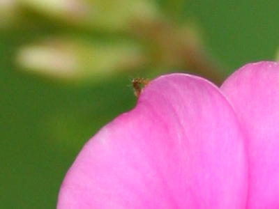 spider leg peeking out from behind phlox blossom
