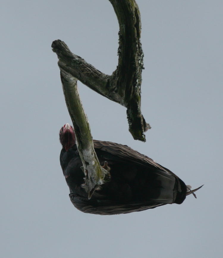 turkey vulture Cathartes aura seen from dangerous position directly underneath perch