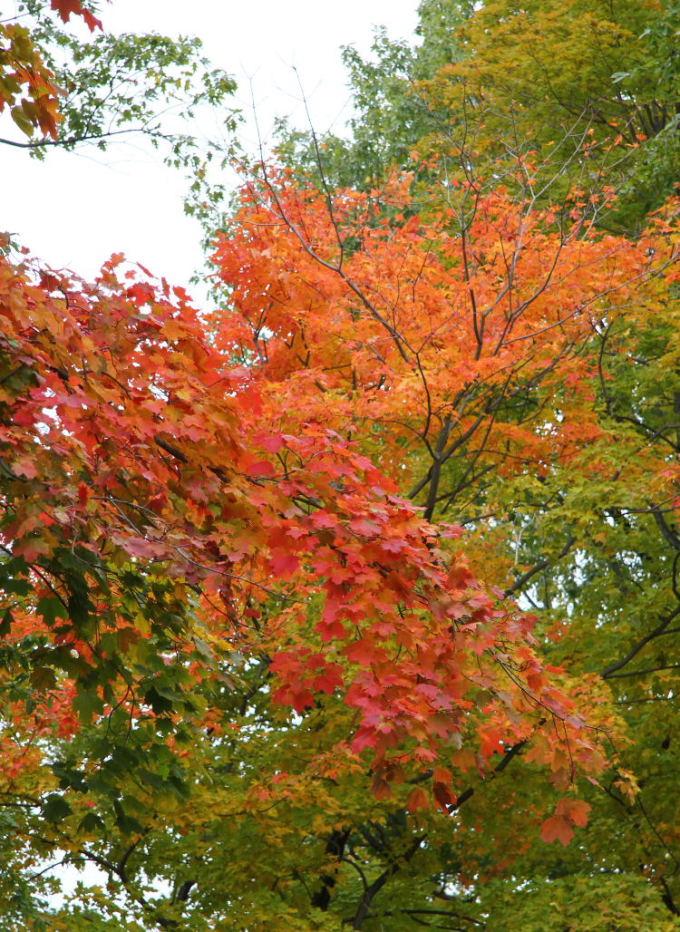 patch of fall colors in Ohio