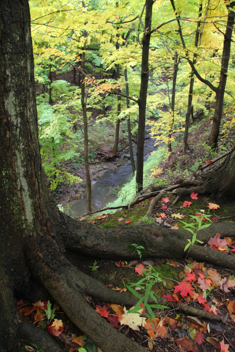 changing colors on banks of stream overlook
