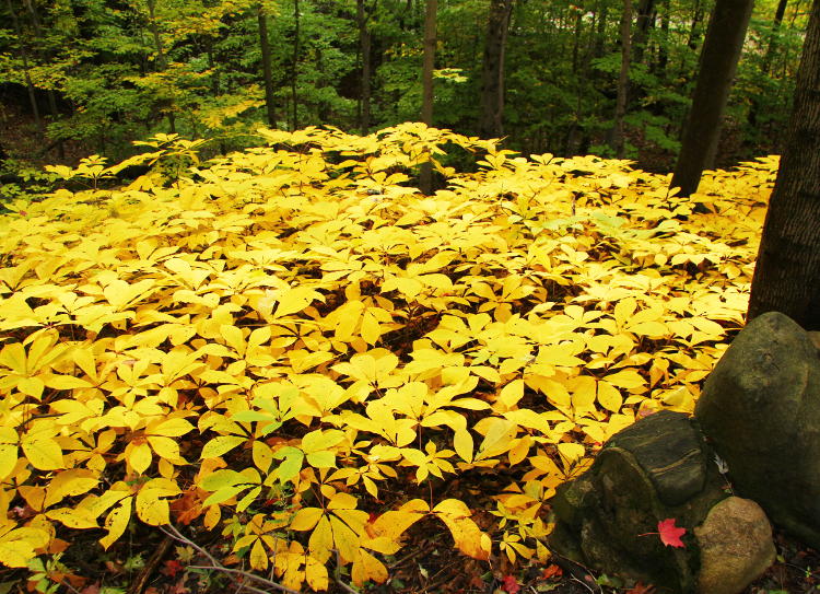 patch of yellow ground cover leaves