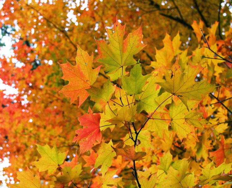 layers of same autumn colors