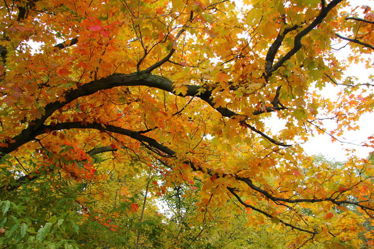 rich colors with sweeping boughs through