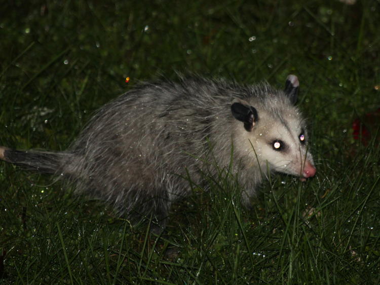 juvenile Virginia opossum Didelphis virginiana