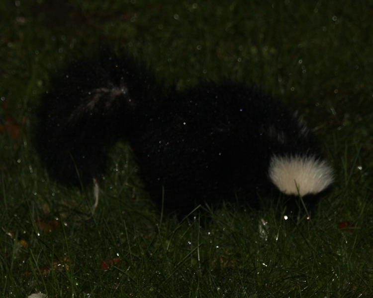skunk, possibly striped skunk Mephitis mephitis, foraging in yard