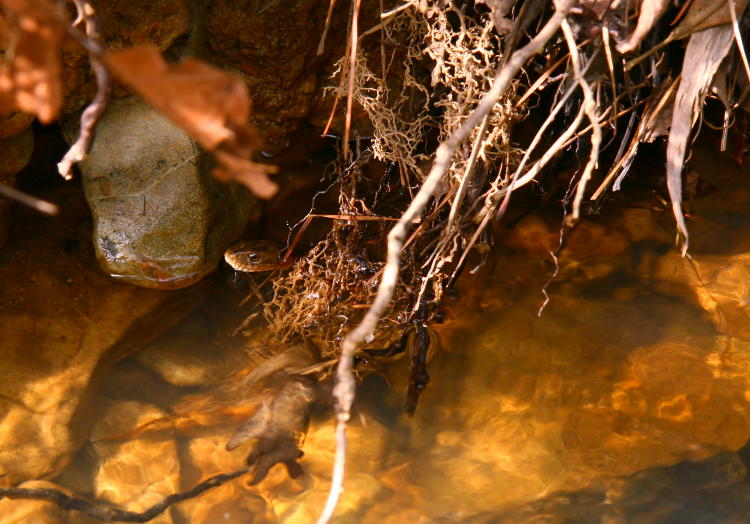 banded water snake Nerodia fasciata peeking from hiding spot