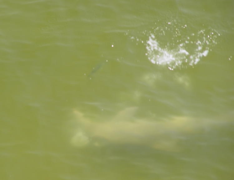 Atlantic bottlenose dolphins Tursiops truncatus rolling over during pursuit of prey