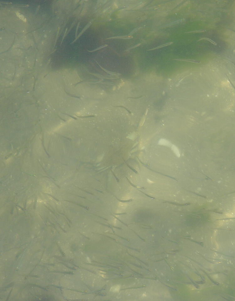 Atlantic blue crab Callinectes sapidus hunting among finger mullet anchovies minnows