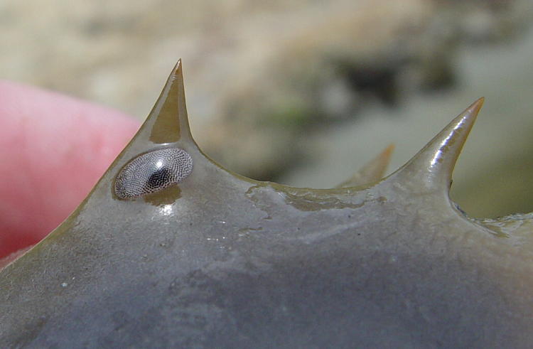 compound eye of horseshoe crab limulus