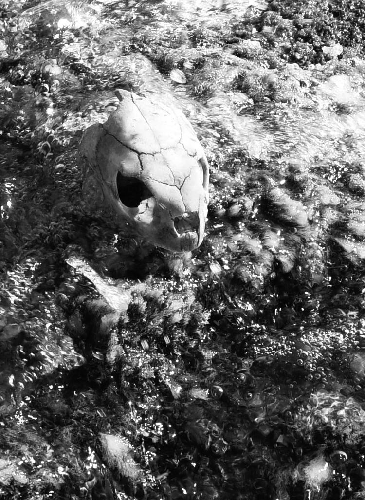 sea turtle skull on wave-washed rocks