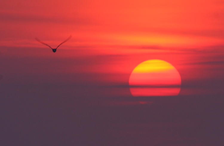 seagull against sunrise, North Topsail Beach