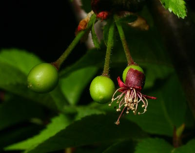 fruit developing on yoshino weeping cherry tree