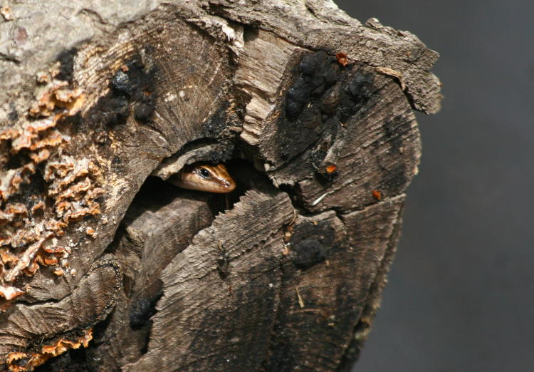 American five-lined skink Plestiodon fasciatus peering from log crevice