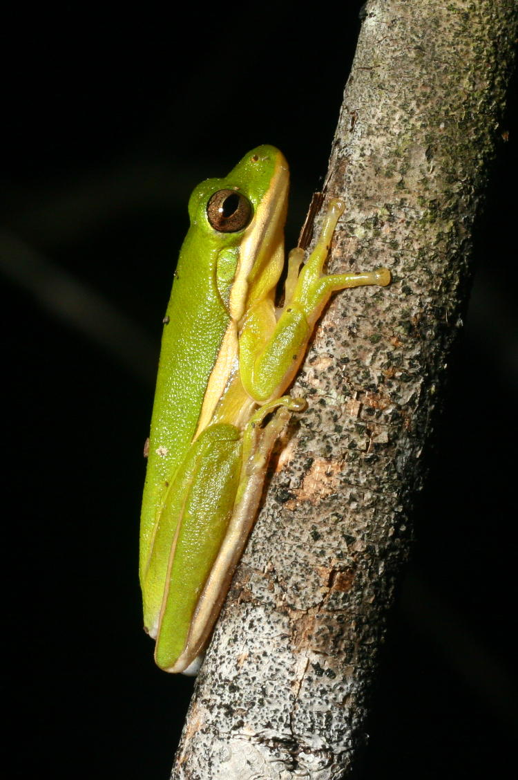 green treefrog Hyla cinerea perched on limb