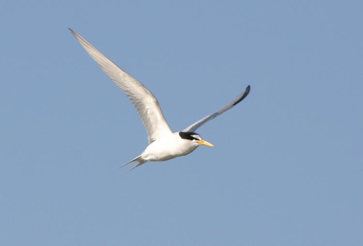 least tern Sternula antillarum