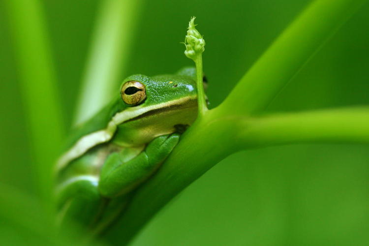 green treefrog Hyla cinerea napping on pokeweed plant